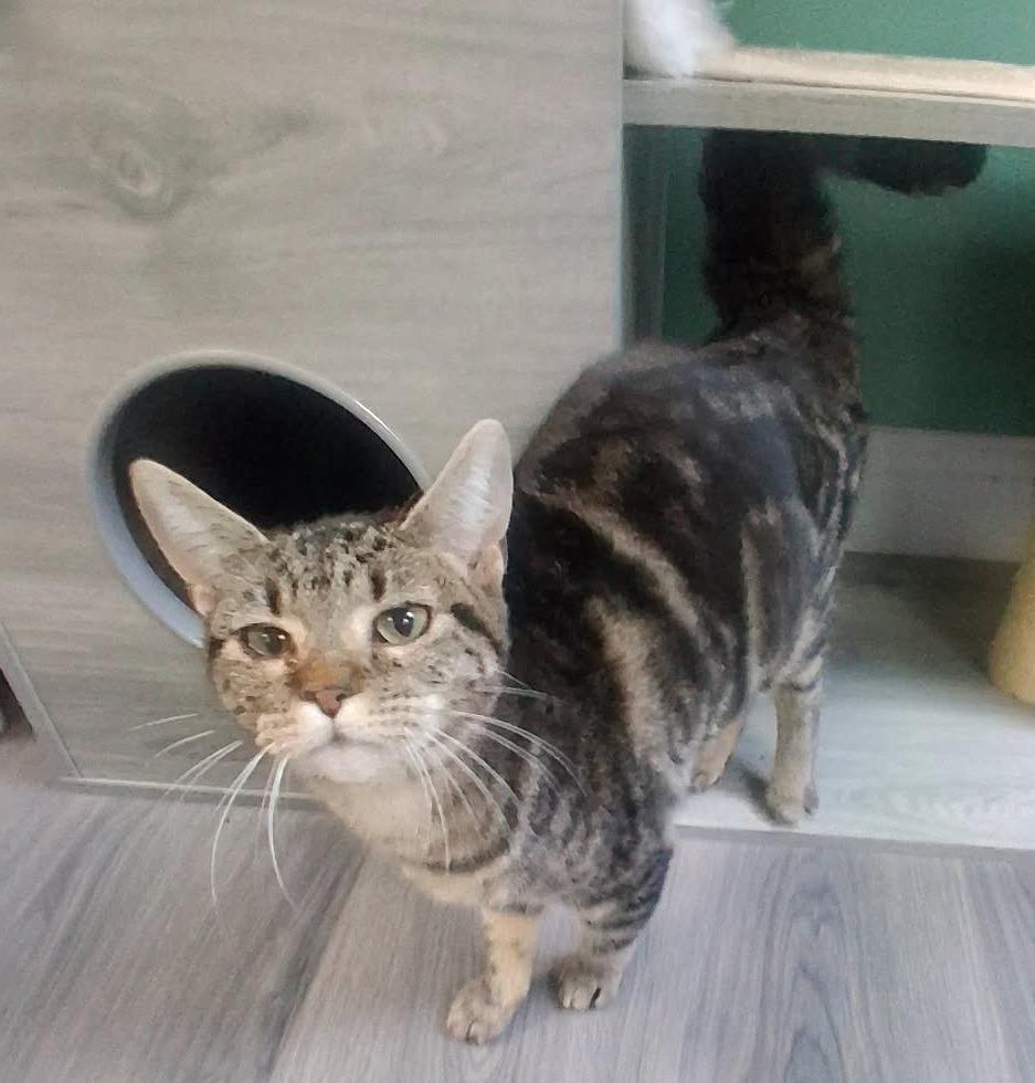 Dorie, Adoptable, Young Female Domestic Short Hair.