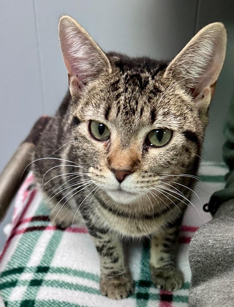 Dorie, Adoptable, Young Female Domestic Short Hair.