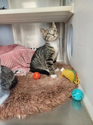 Enlarge Pudding, a Adoptable mixed breed in Fergus Falls, MN image 1/3