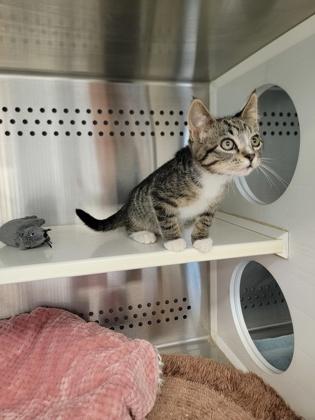 Enlarge Pudding, a Adoptable mixed breed in Fergus Falls, MN image 2/3