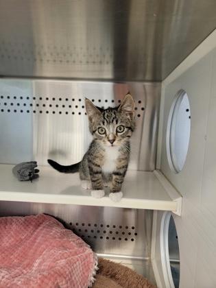 Enlarge Pudding, a Adoptable mixed breed in Fergus Falls, MN image 3/3