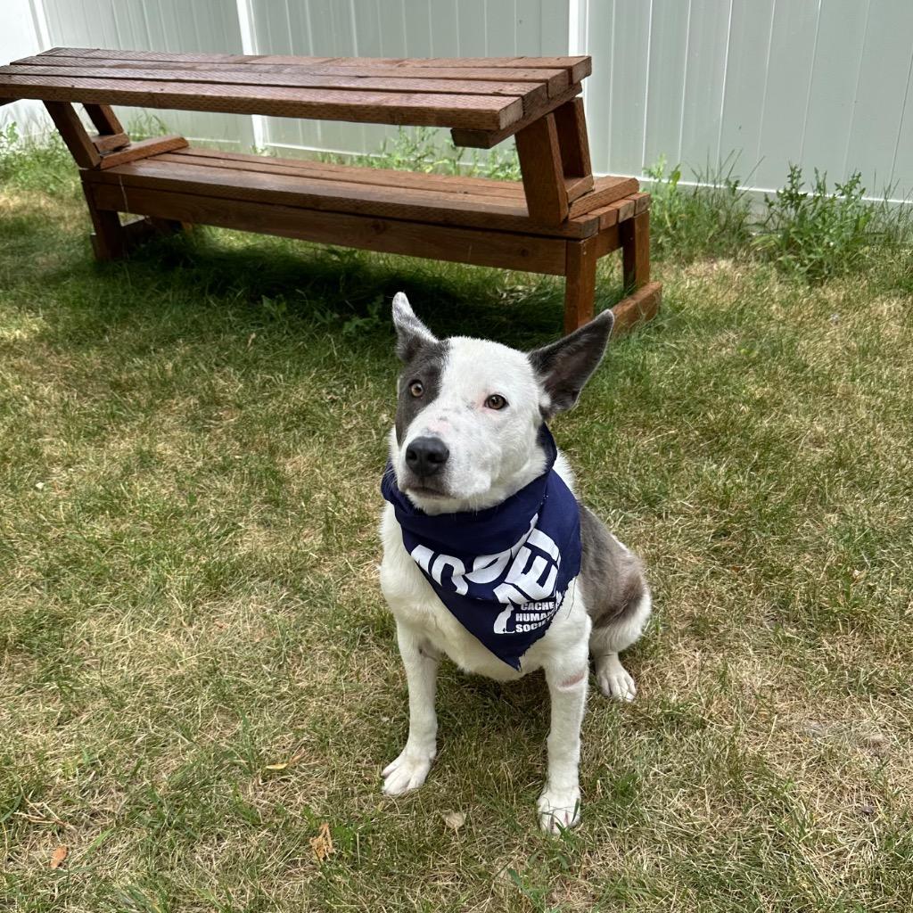 Phantom, a Adoptable mixed breed in Logan, UT image 2/2