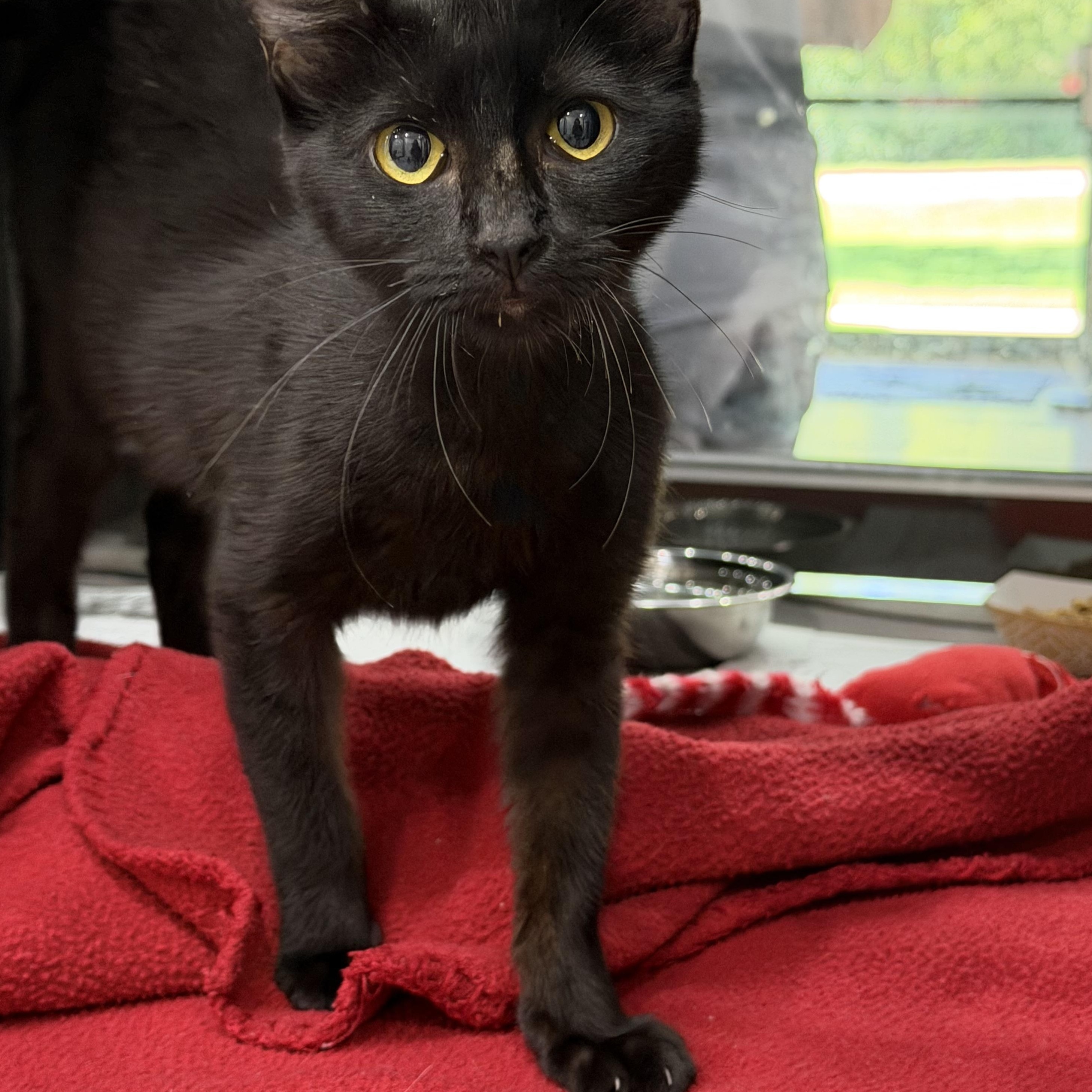 Dusk, adopted, Young Female Domestic Short Hair.