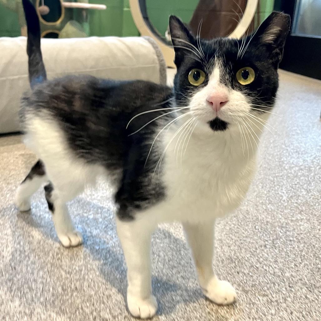 Sylvester, Adoptable, Adult Male American Shorthair.