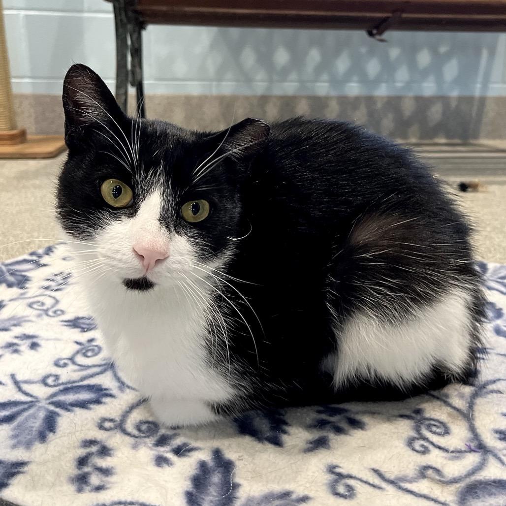 Enlarge Sylvester, a Adoptable American Shorthair in Englewood, FL image 2/4