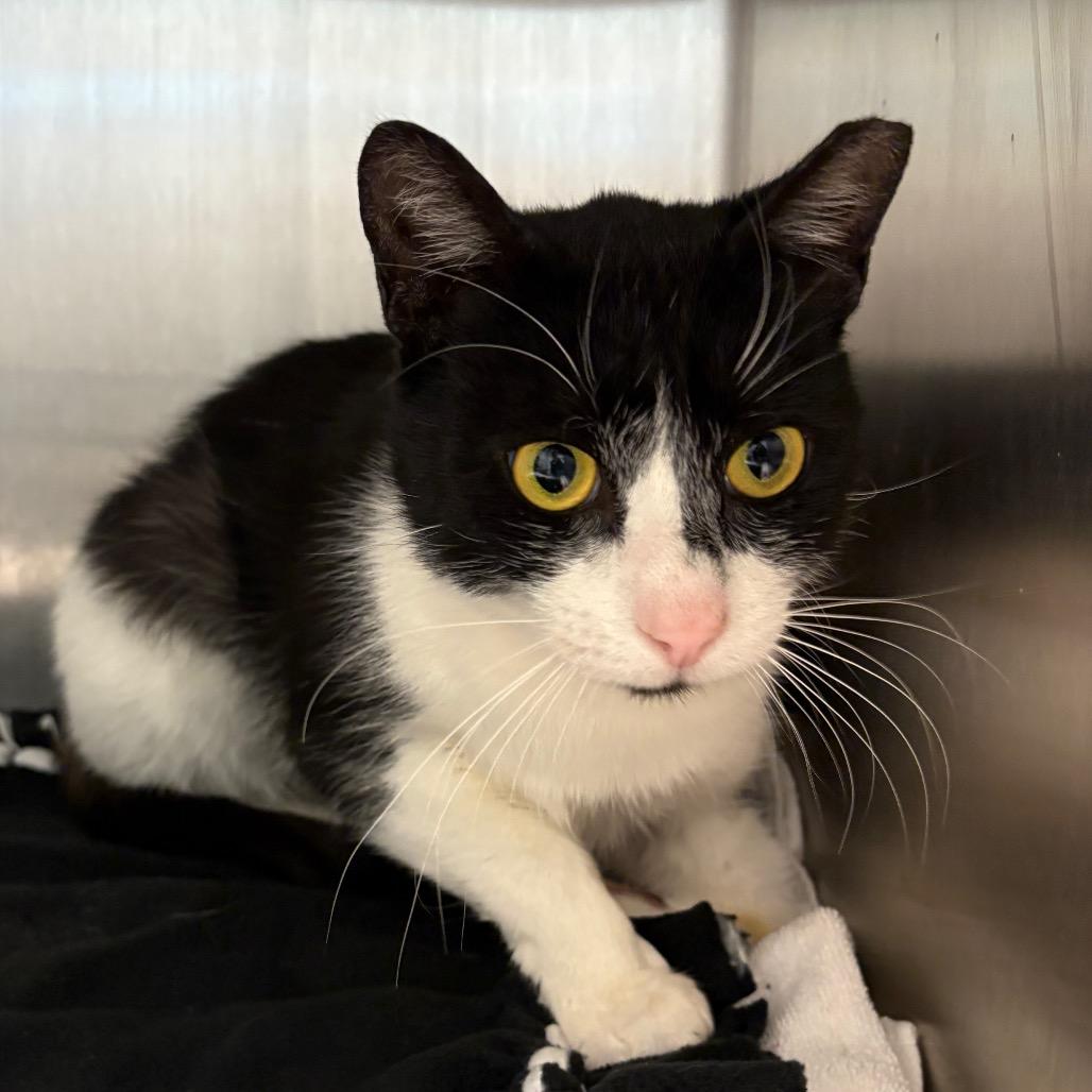 Enlarge Sylvester, a Adoptable American Shorthair in Englewood, FL image 3/4