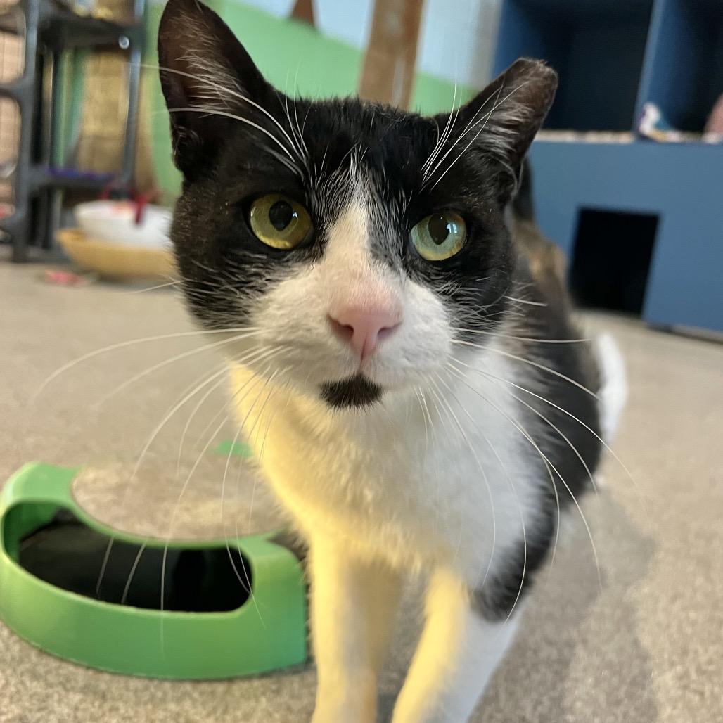 Enlarge Sylvester, a Adoptable American Shorthair in Englewood, FL image 4/4