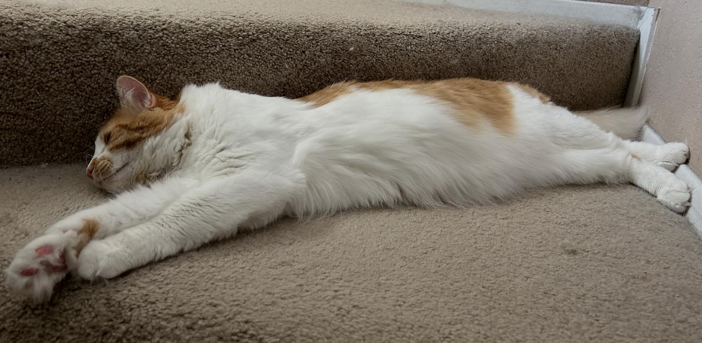 Enlarge Wil, a Adoptable Domestic Medium Hair in Dripping Springs, TX image 1/3