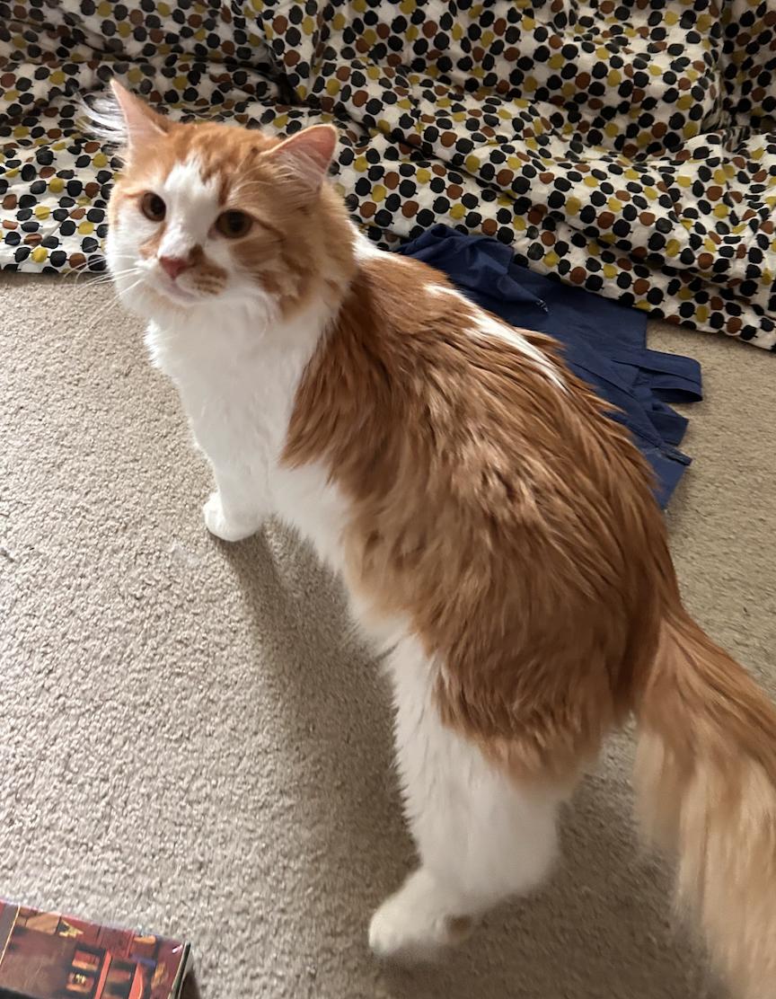 Enlarge Wil, a Adoptable Domestic Medium Hair in Dripping Springs, TX image 2/3