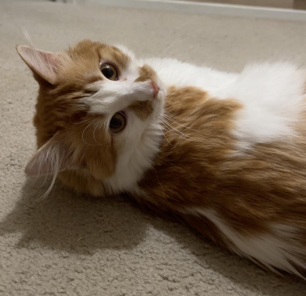 Enlarge Wil, a Adoptable Domestic Medium Hair in Dripping Springs, TX image 3/3