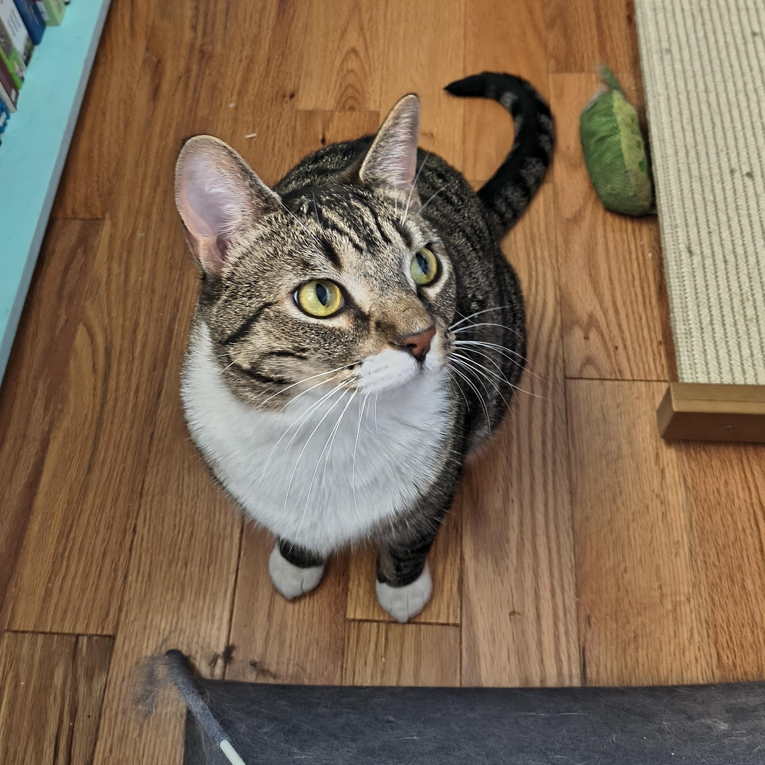 Maui & Koda-Big, Gorgeous Tabby Brothers