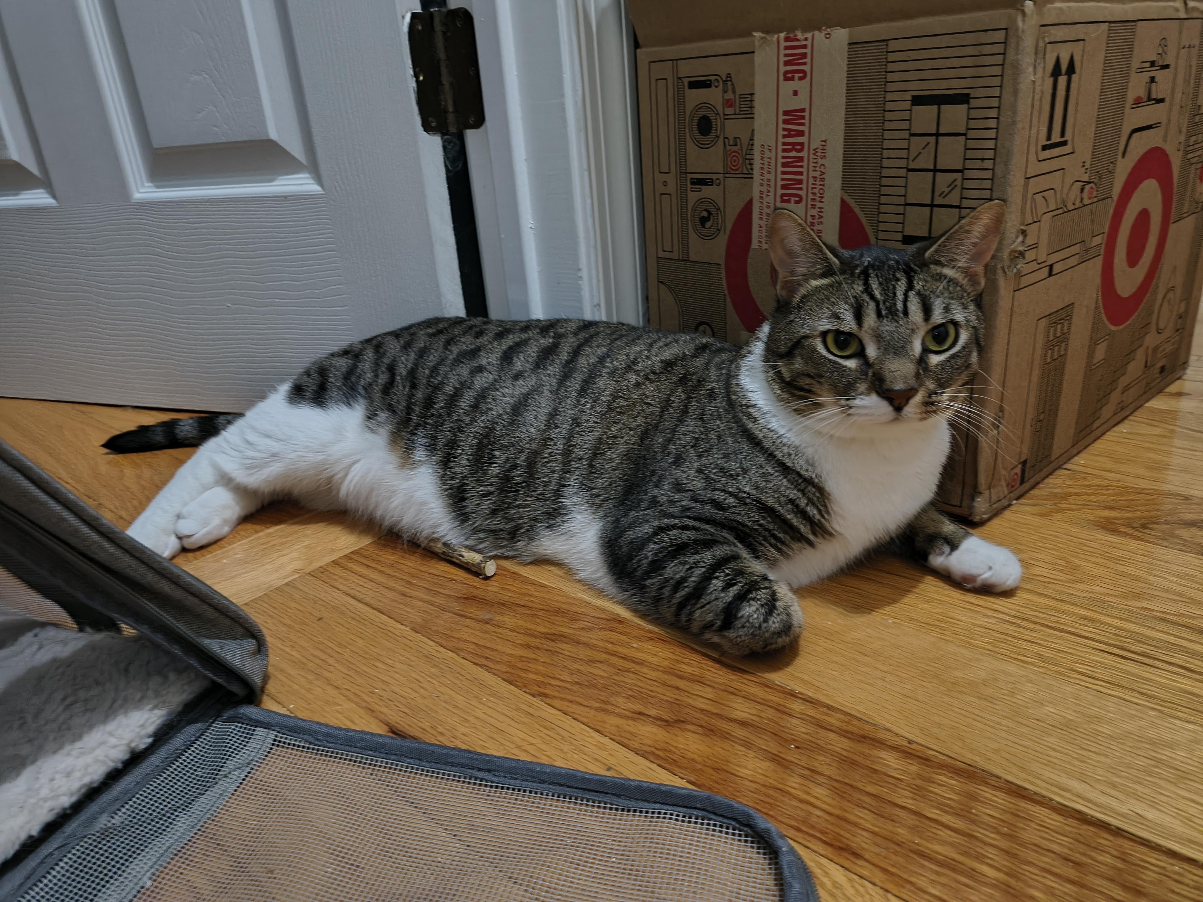 Maui & Koda-Big, Gorgeous Tabby Brothers