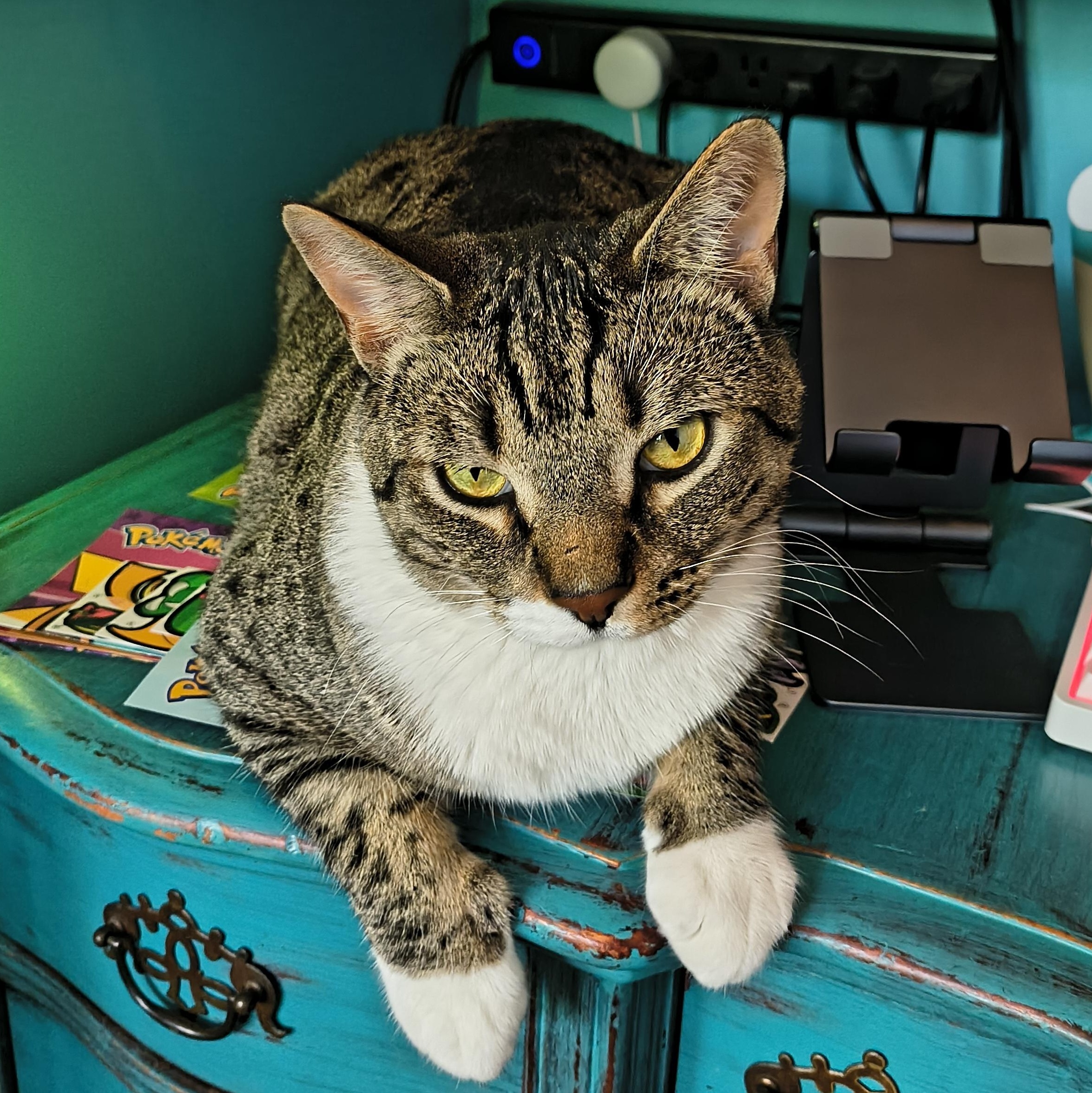 Maui & Koda-Big, Gorgeous Tabby Brothers