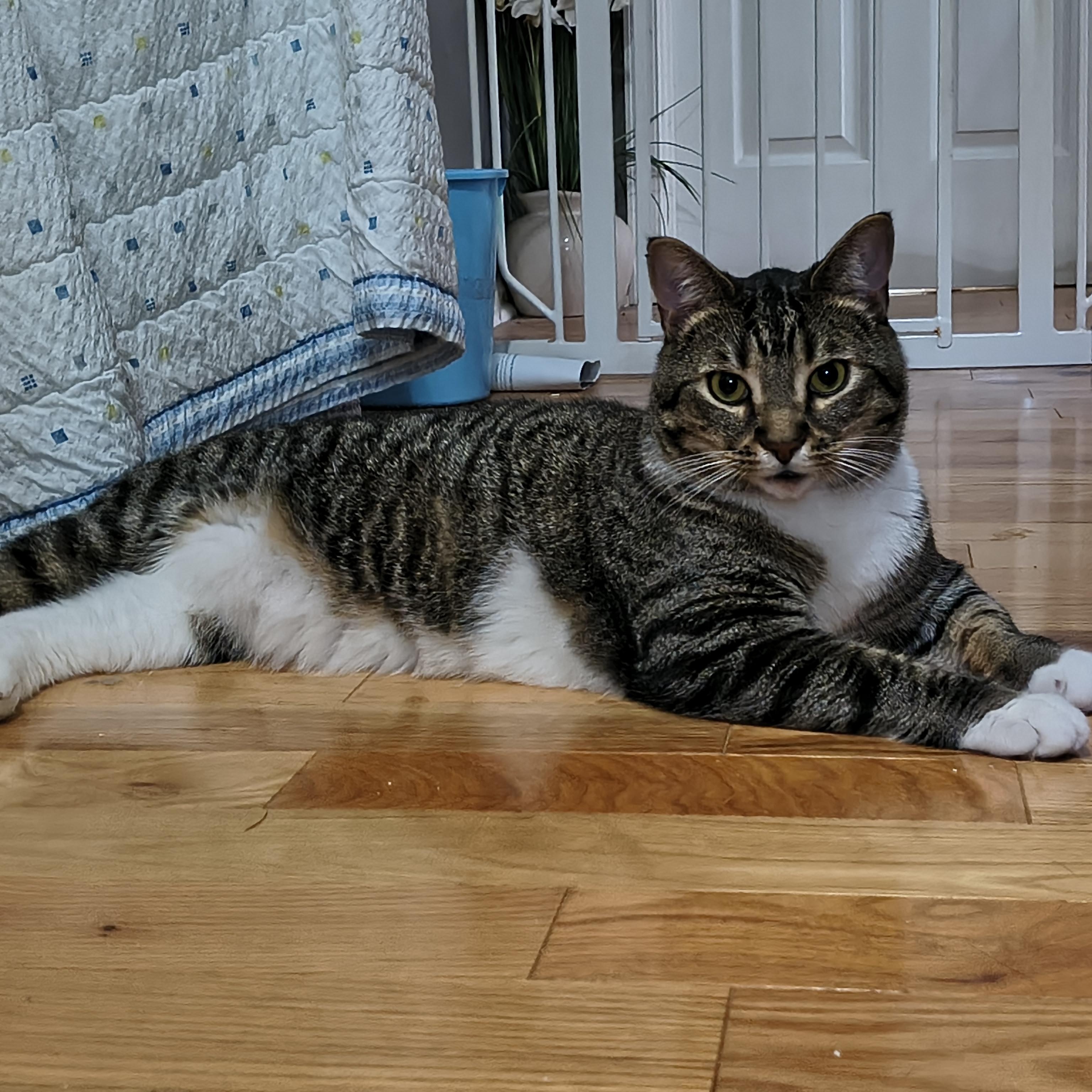 Maui & Koda-Big, Gorgeous Tabby Brothers