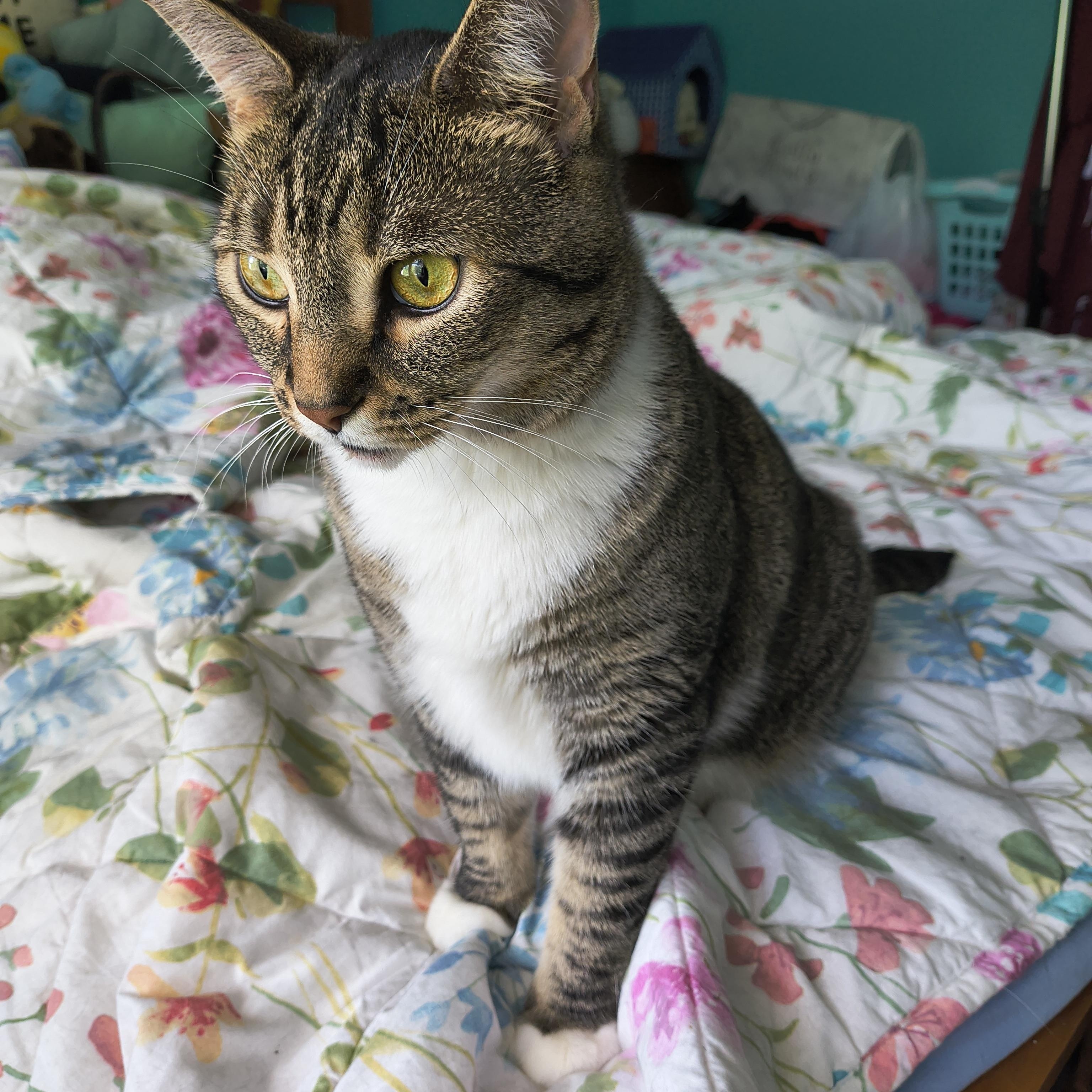 Maui & Koda-Big, Gorgeous Tabby Brothers