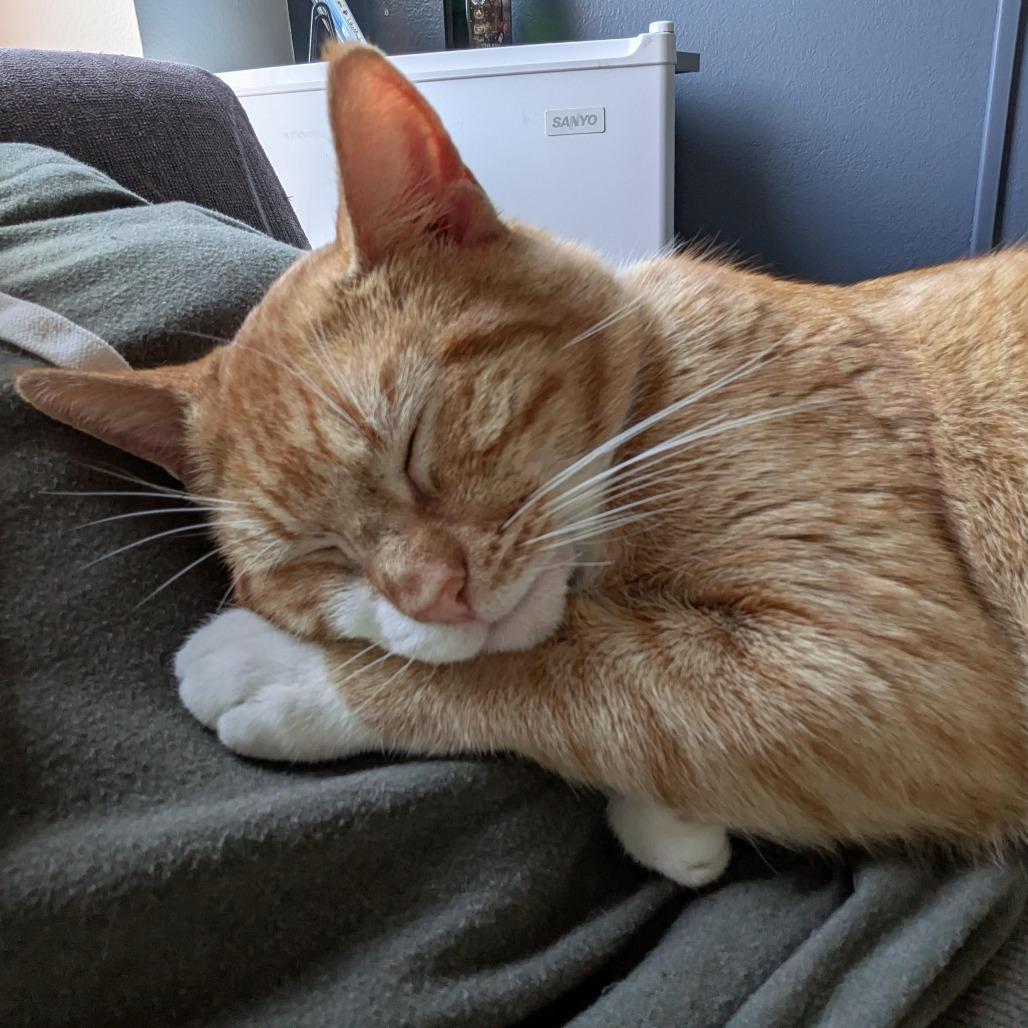 Walter, Adoptable, Adult Male Domestic Short Hair.