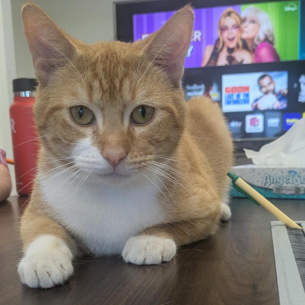 Enlarge Walter, a Adoptable Domestic Short Hair in Santa Rosa, CA image 2/6