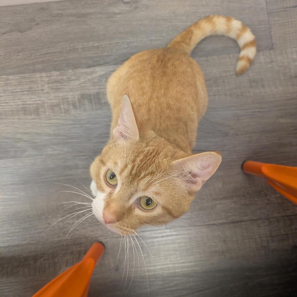 Enlarge Walter, a Adoptable Domestic Short Hair in Santa Rosa, CA image 4/6