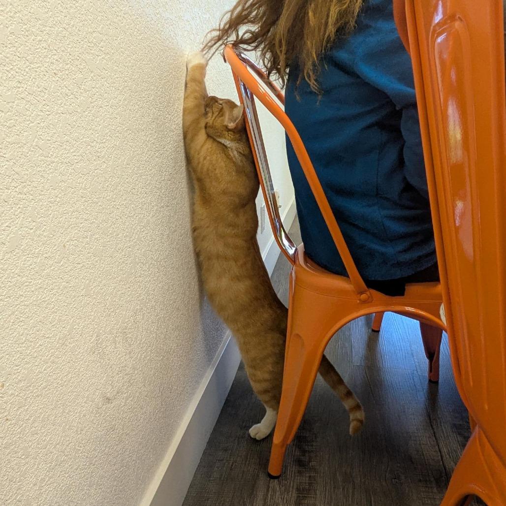 Enlarge Walter, a Adoptable Domestic Short Hair in Santa Rosa, CA image 5/6