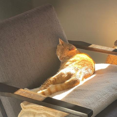 Enlarge Walter, a Adoptable Domestic Short Hair in Santa Rosa, CA image 6/6