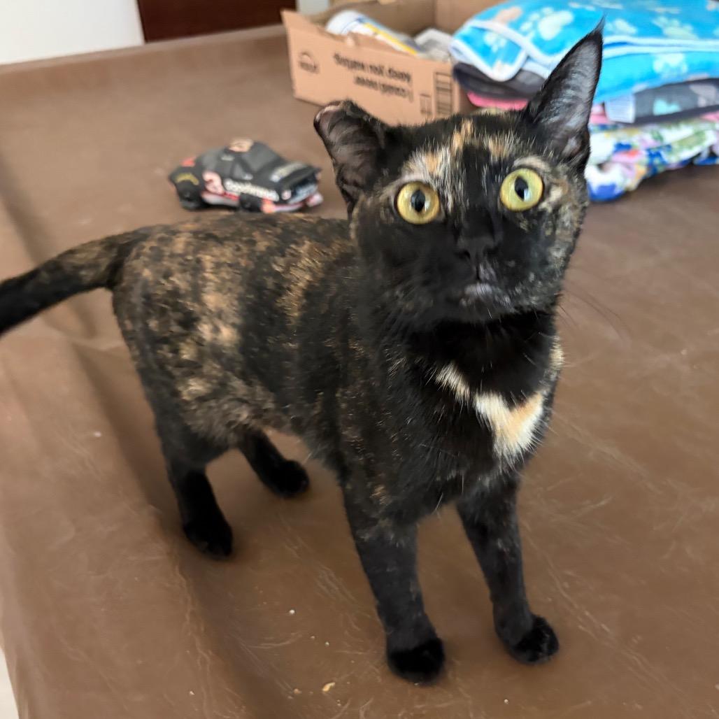 Phoebe, Adoptable, Young Female Domestic Short Hair.