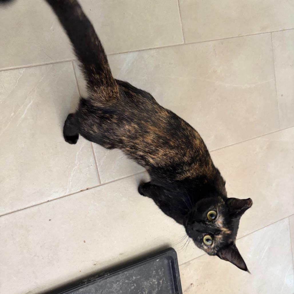 Enlarge Phoebe, a Adoptable Domestic Short Hair in Calimesa, CA image 2/4