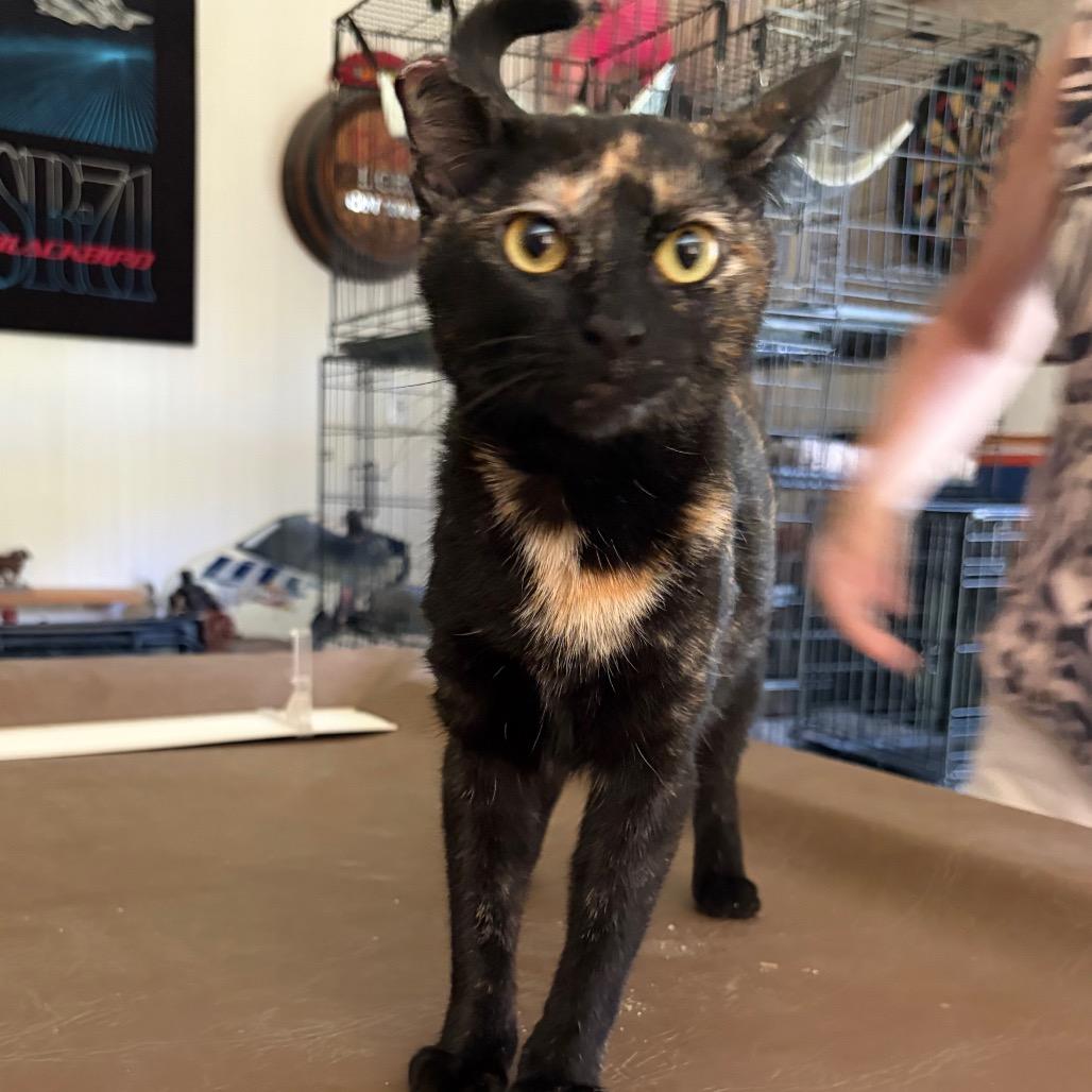 Enlarge Phoebe, a Adoptable Domestic Short Hair in Calimesa, CA image 3/4