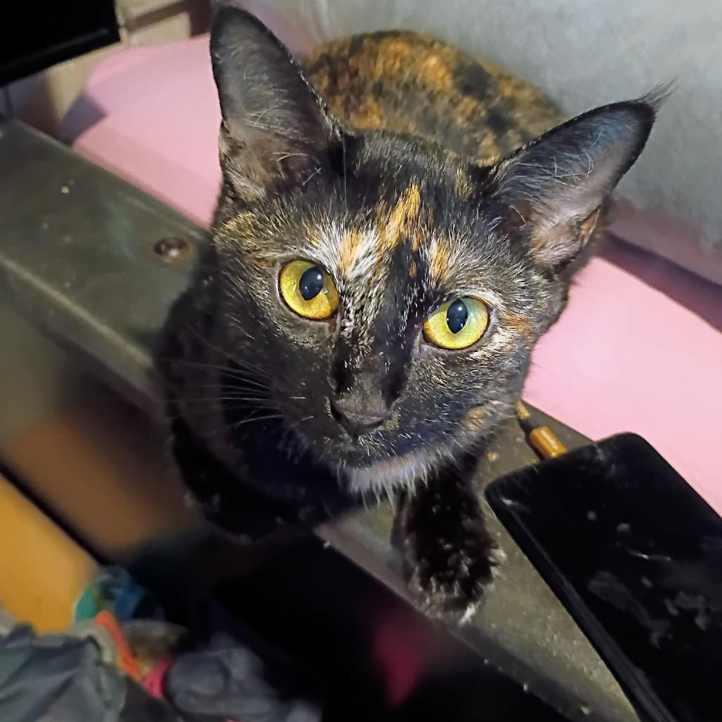 Enlarge Phoebe, a Adoptable Domestic Short Hair in Calimesa, CA image 4/4