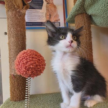 Lauren, Adoptable, Kitten Female Domestic Long Hair & Domestic Short Hair.