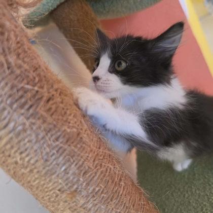 Enlarge Lauren, a Adoptable mixed breed in Scottsbluff, NE image 3/3