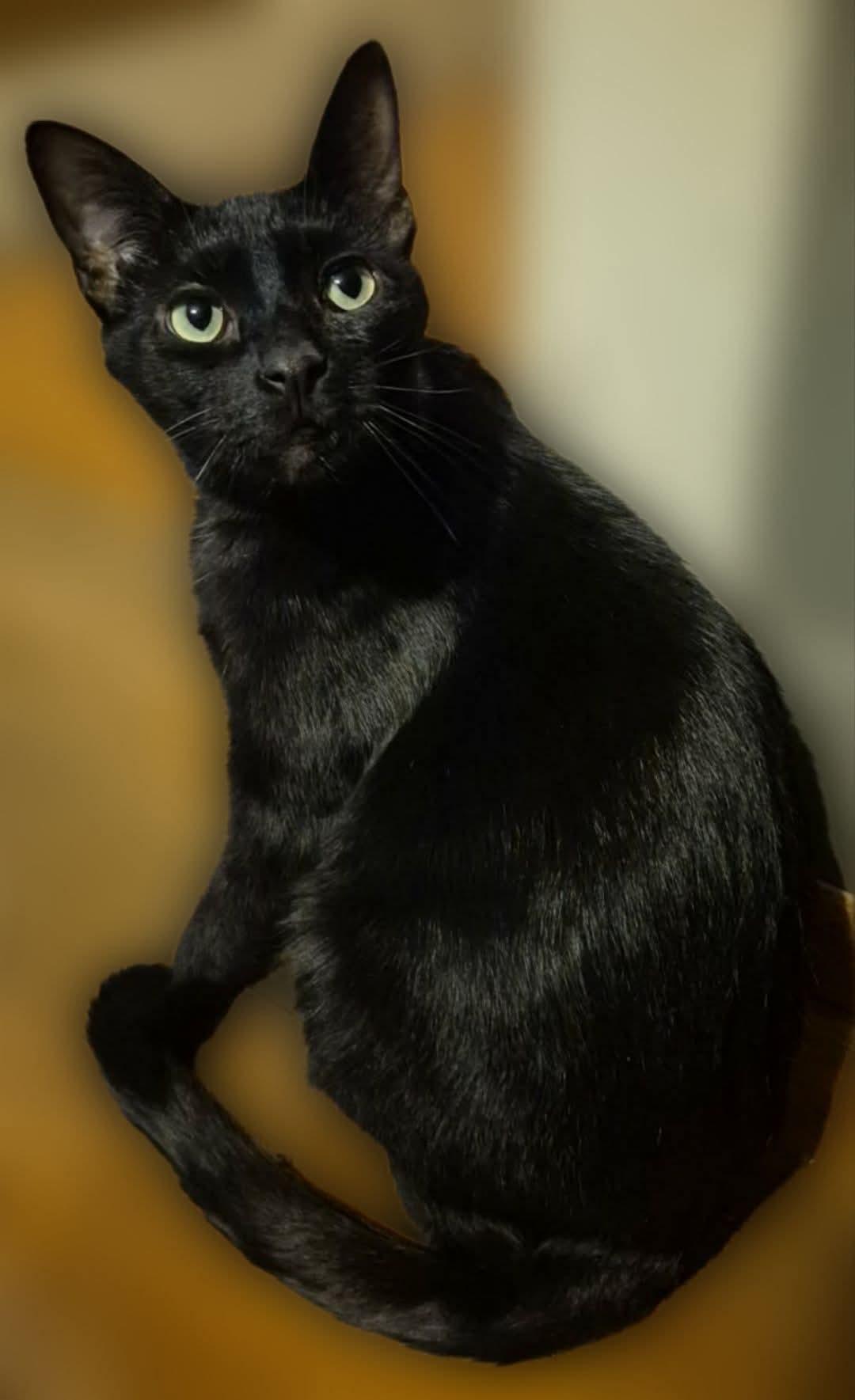 Norman, ADOPTABLE, Adult Male Domestic Short Hair.