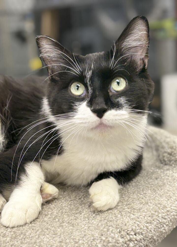 Robin, a Adoptable mixed breed in Plymouth, MN image 1/6