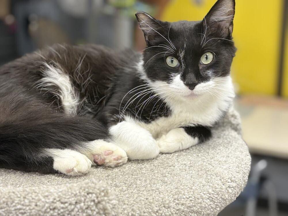 Robin, a Adoptable mixed breed in Plymouth, MN image 2/6