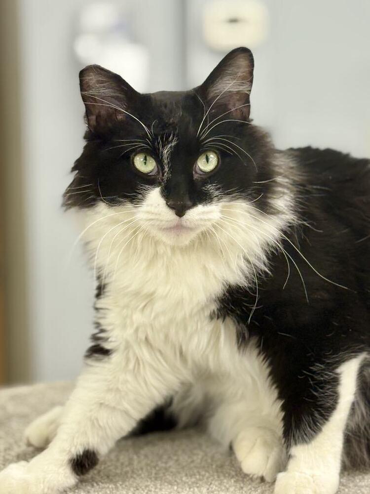 Enlarge Robin, a Adoptable mixed breed in Plymouth, MN image 3/6