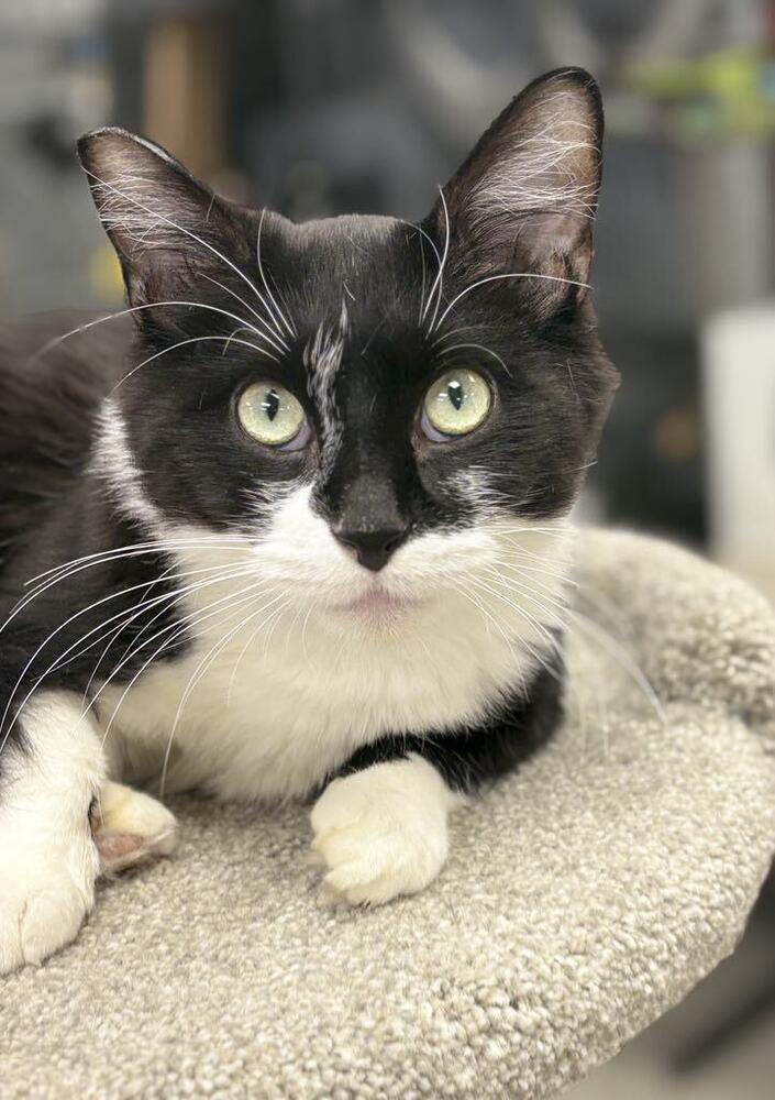 Robin, a Adoptable mixed breed in Plymouth, MN image 3/6