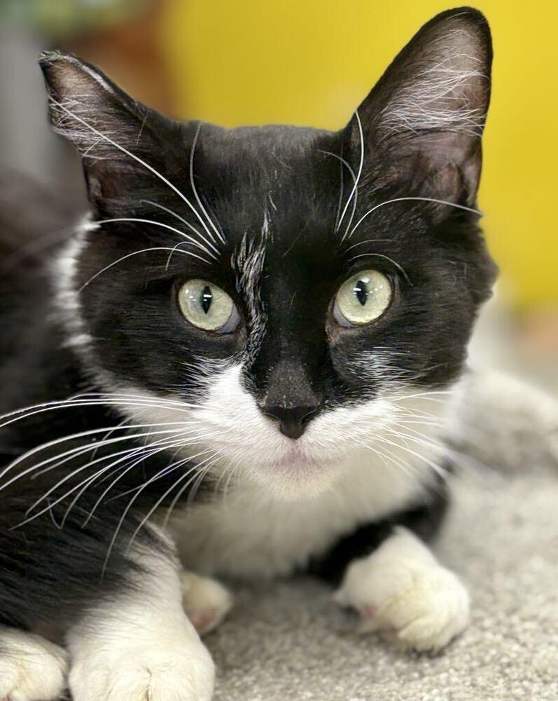 Robin, a Adoptable mixed breed in Plymouth, MN image 4/6