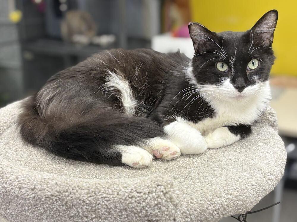 Robin, a Adoptable mixed breed in Plymouth, MN image 5/6