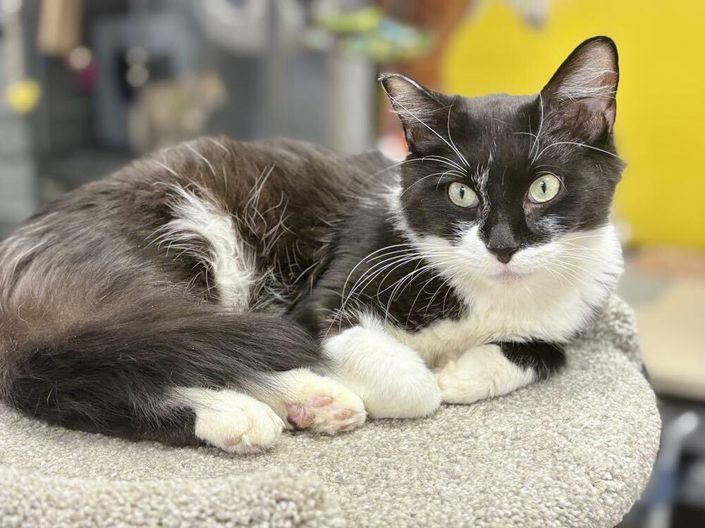 Robin, a Adoptable mixed breed in Plymouth, MN image 6/6