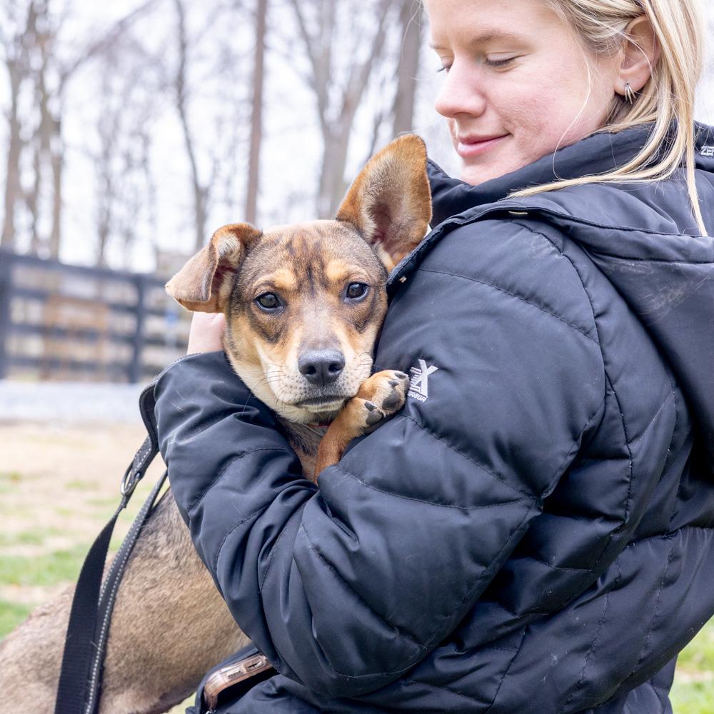 Enlarge Tofu  (Female)   Avail 3/28, an adopted mixed breed in West Grove, PA image 5/6