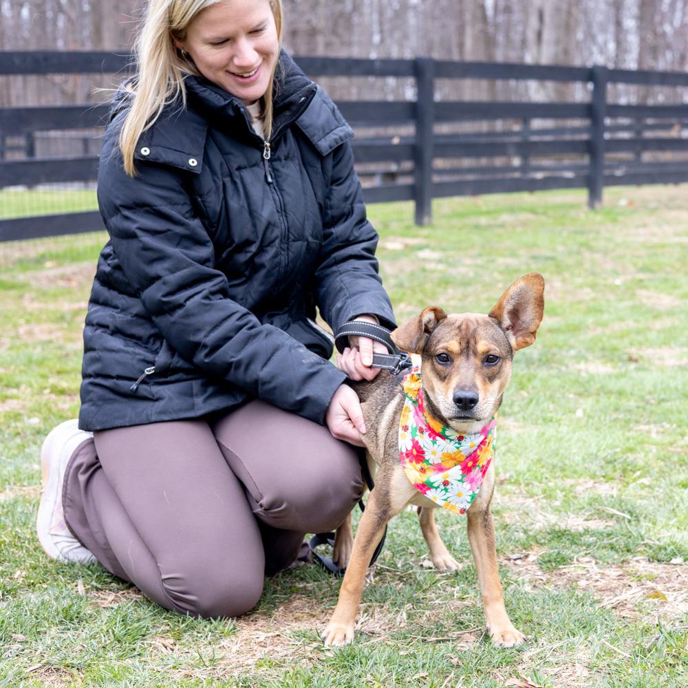 Enlarge Tofu  (Female)   Avail 3/28, an adopted mixed breed in West Grove, PA image 6/6
