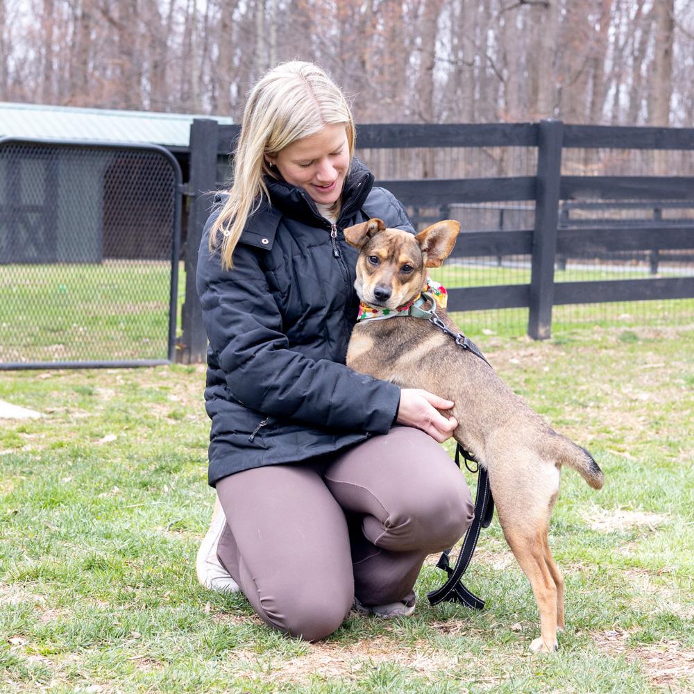 Enlarge Tofu  (Female)   Avail 3/28, an adopted mixed breed in West Grove, PA image 4/6