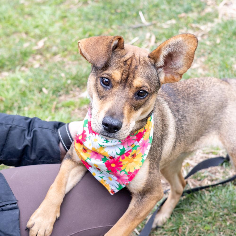 Enlarge Tofu  (Female)   Avail 3/28, an adopted mixed breed in West Grove, PA image 3/6