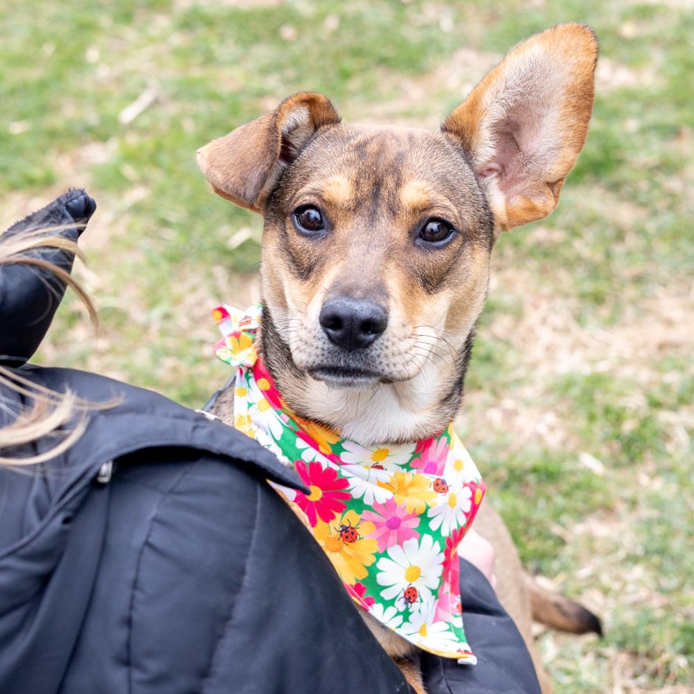 Tofu  (Female)   Avail 3/28, adopted, Young Female Labrador Retriever & Australian Shepherd.