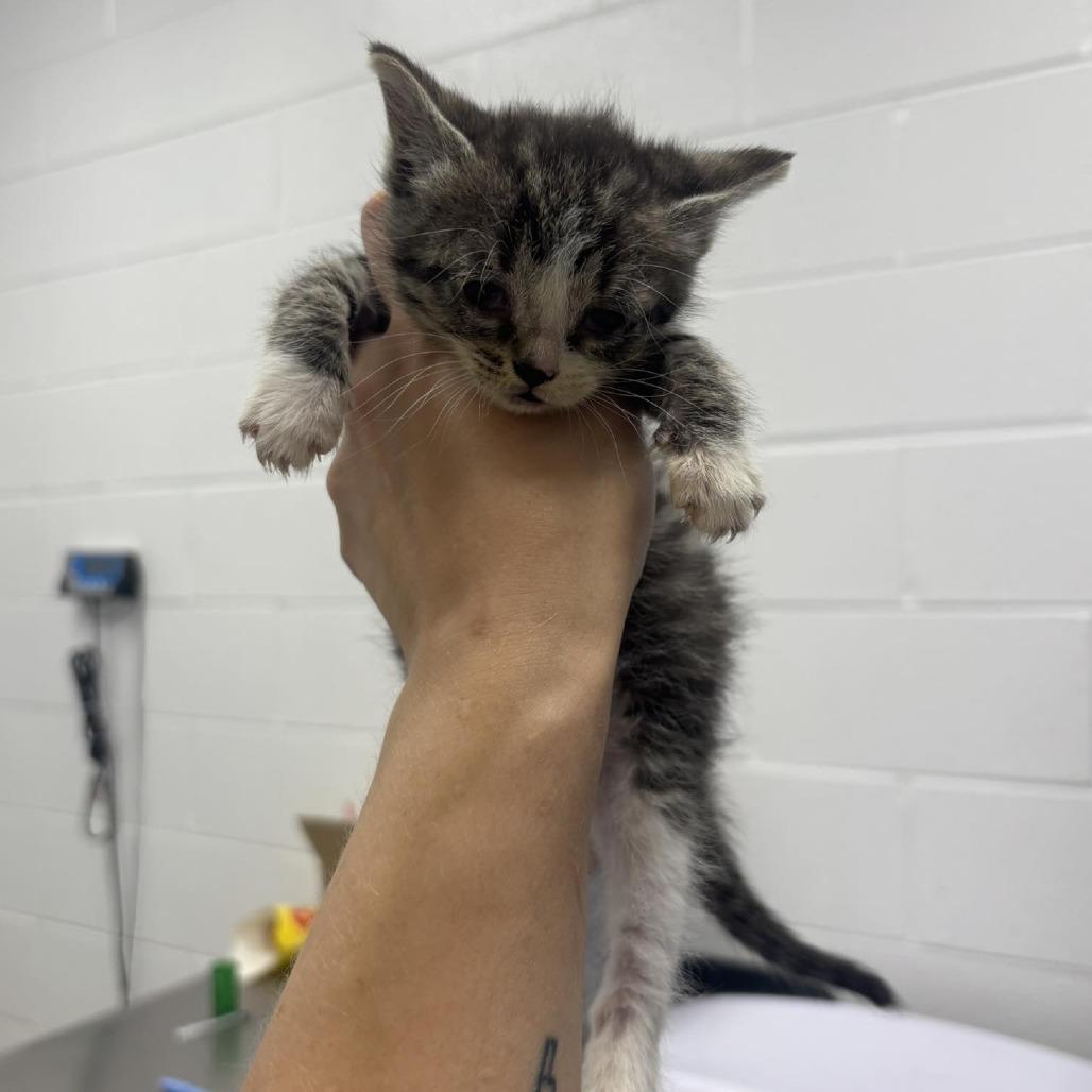Enlarge Robin, a Adoptable Domestic Short Hair in Rocky Mount, VA image 1/1