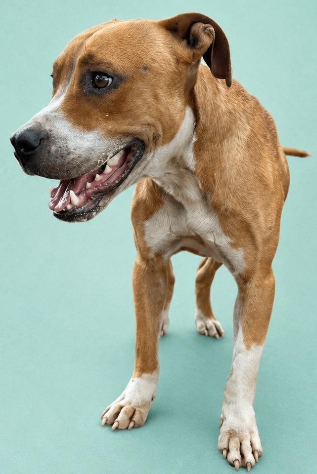 Enlarge McClane, a Adoptable Black Mouth Cur in Wauchula, FL image 1/1