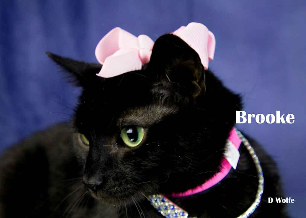 Enlarge Brooke, a Adoptable Domestic Short Hair in York, NE image 1/5