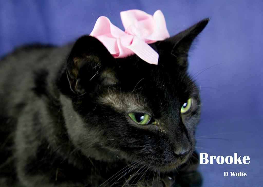 Enlarge Brooke, a Adoptable Domestic Short Hair in York, NE image 4/5