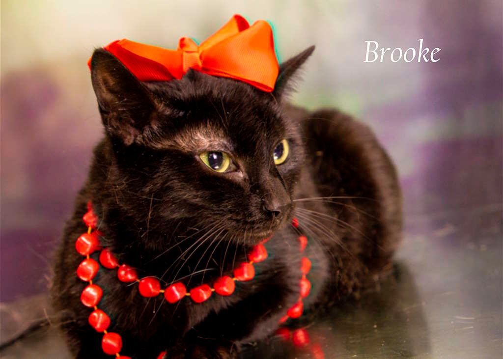 Enlarge Brooke, a Adoptable Domestic Short Hair in York, NE image 1/8