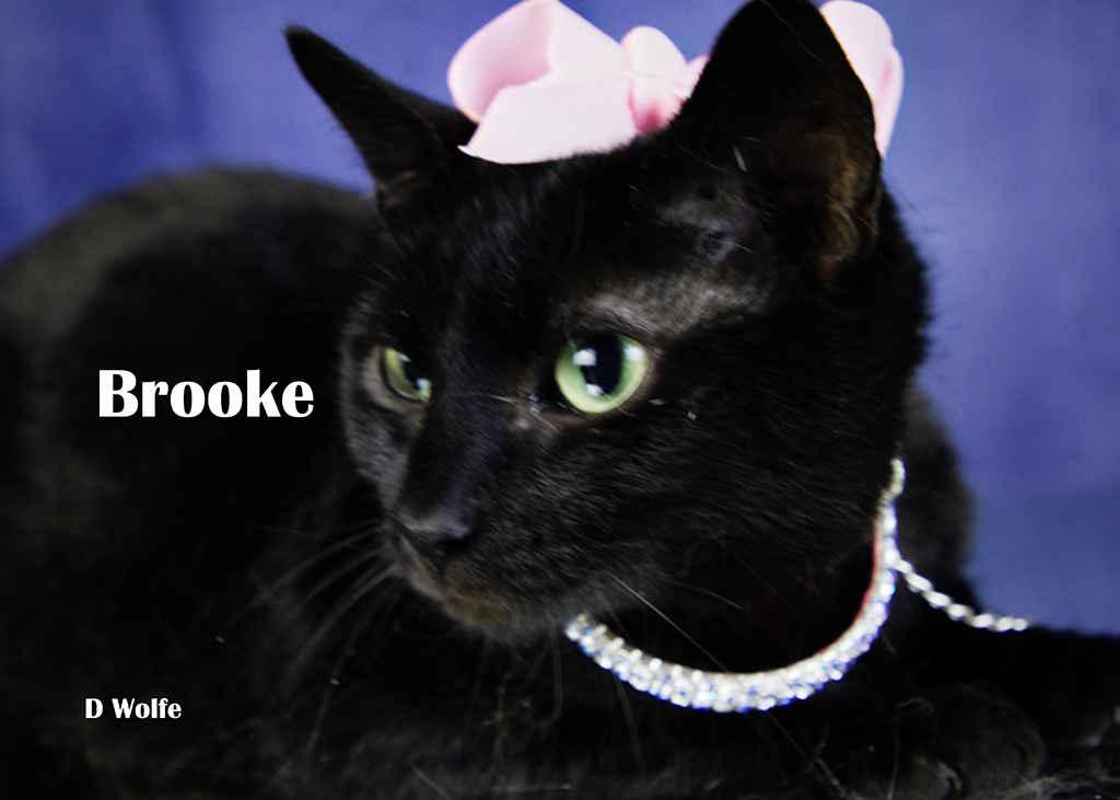 Enlarge Brooke, a Adoptable Domestic Short Hair in York, NE image 5/5