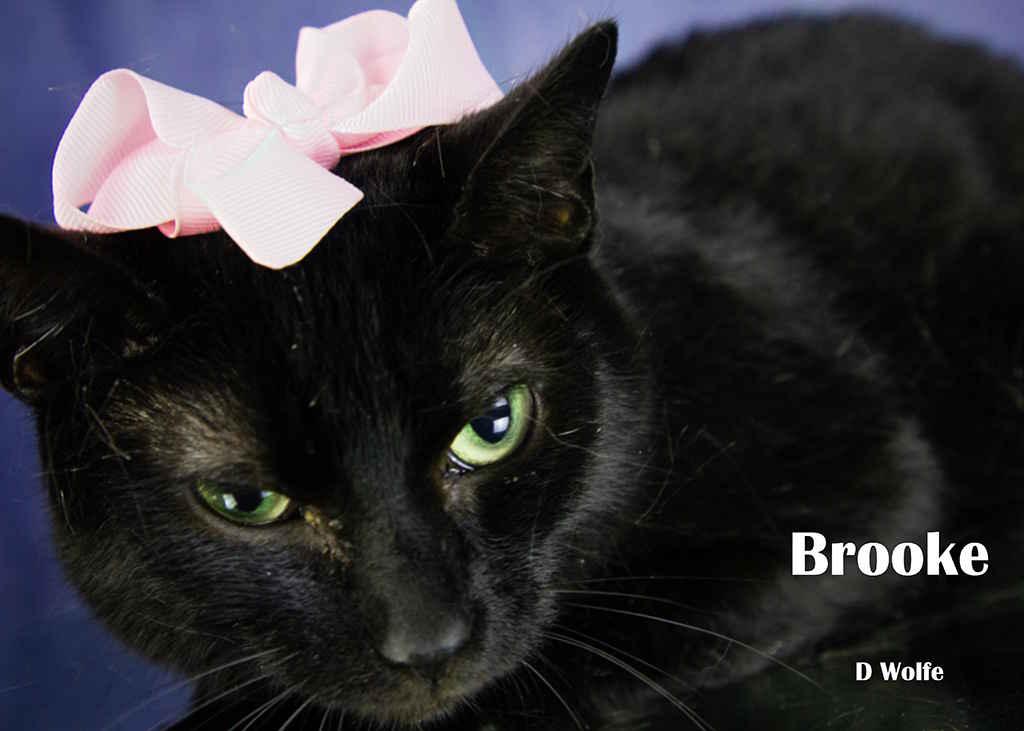 Enlarge Brooke, a Adoptable Domestic Short Hair in York, NE image 2/5